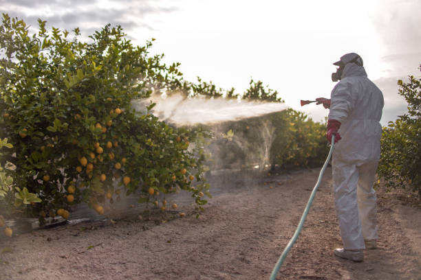Best Termite Control Services  in Stapleton, AL