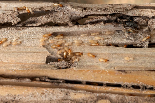 Best Affordable Pest Control Services  in Stapleton, AL