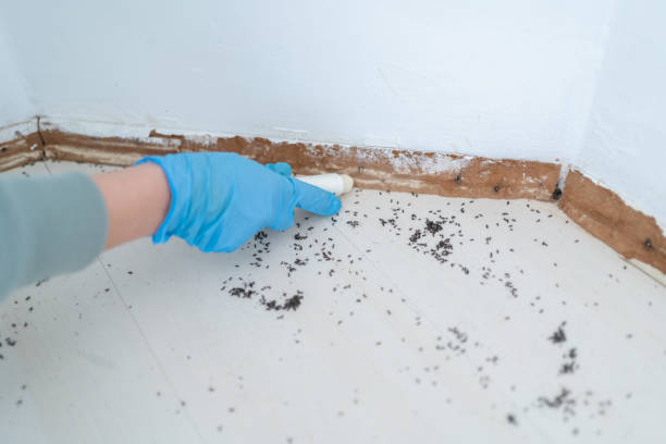 Best Emergency Pest Control  in Stapleton, AL